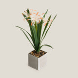 White & Orange Crinum Lily Potted Plant