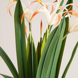 White & Orange Crinum Lily Potted Plant