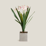 White & Purple Crinum Lily Potted Plant