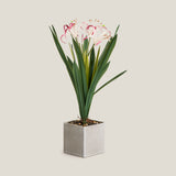 White & Purple Crinum Lily Potted Plant