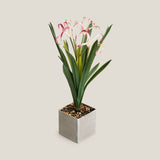 White & Purple Crinum Lily Potted Plant