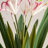 White & Purple Crinum Lily Potted Plant