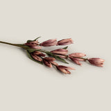 Blush Gladioli Bud Stem