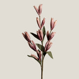 Blush Gladioli Bud Stem