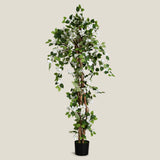 White Bougainvillea Potted Tree