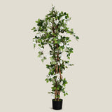 White Bougainvillea Potted Tree