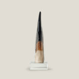 Cerus Glass Horn Decor S