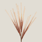 Rust Grevillea Foliage Flower