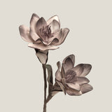 Plum Cottonwood Foam Flower