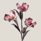 Pink Chinese Magnolia Foam Flower