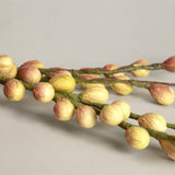 Green Berry Branch