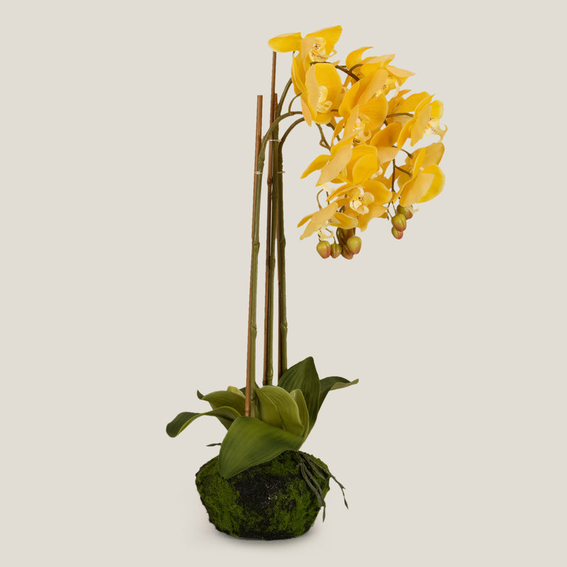 Yellow Phalaenopsis Potted Plant L