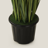 Onion Weed Potted Plant