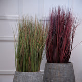 Onion Grass Burgundy Potted Plant