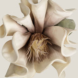 Beige Daffodil Flower