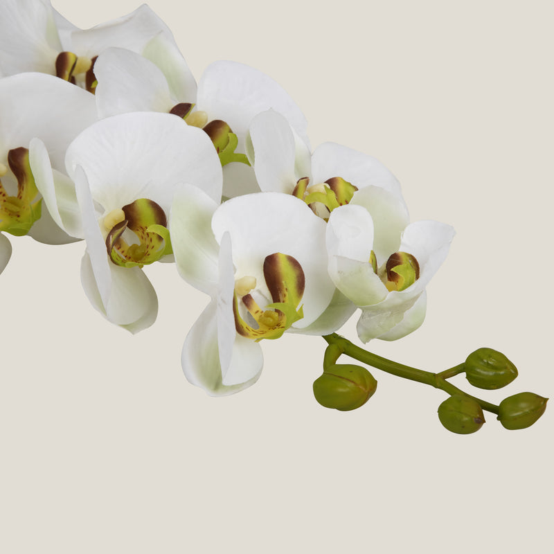 White Phalaenopsis Flower