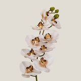 Beige Phalaenopsis Flower