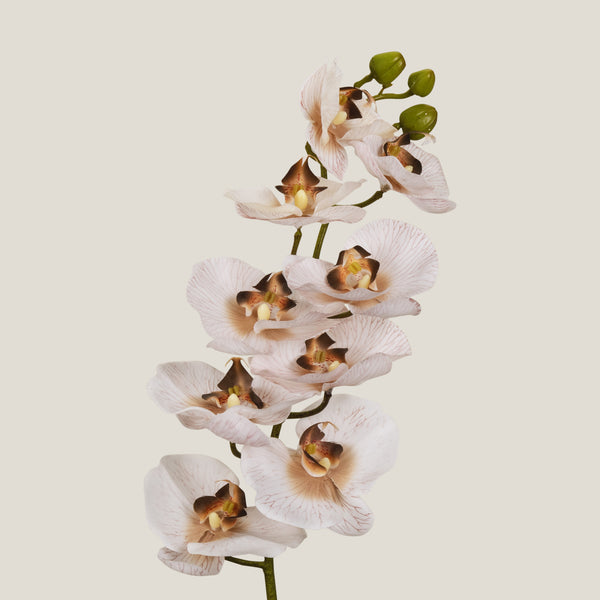 Phalaenopsis Flower - Beige