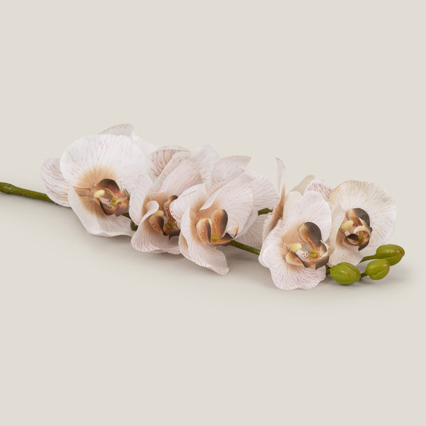 Phalaenopsis Flower - Beige
