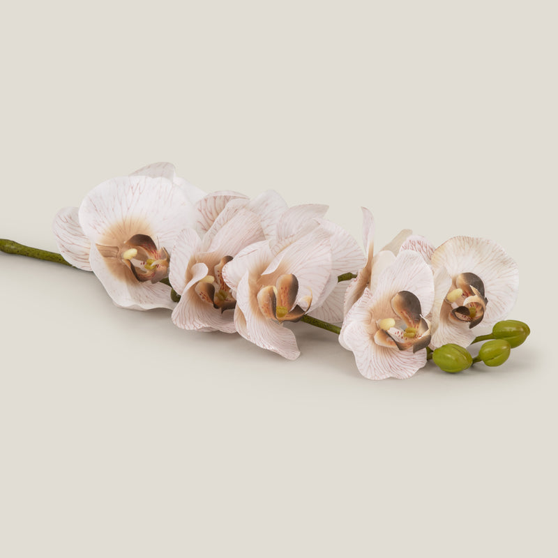 Beige Phalaenopsis Flower