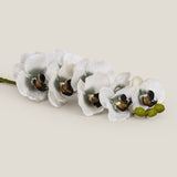 Phalaenopsis Flower - Grey