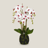 White Phalaenopsis Potted Plant S