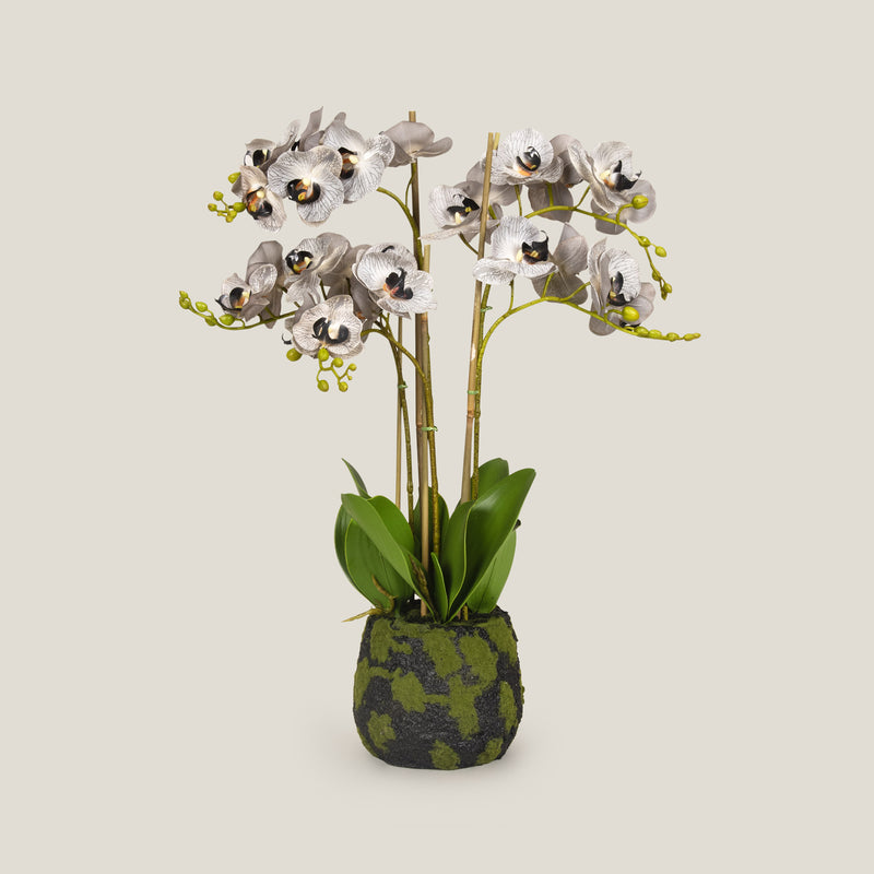 Grey Phalaenopsis Potted Plant S