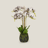 Grey Phalaenopsis Potted Plant S