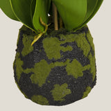 Grey Phalaenopsis Potted Plant S