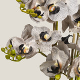 Grey Phalaenopsis Potted Plant S