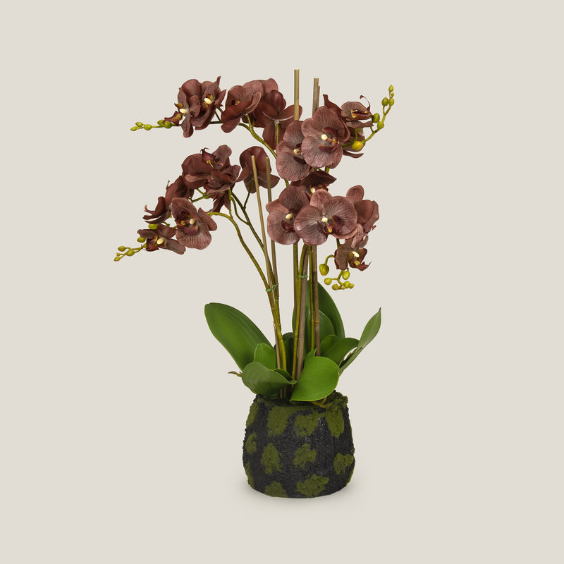 Brown Phalaenopsis Potted Plant S