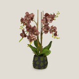 Brown Phalaenopsis Potted Plant S