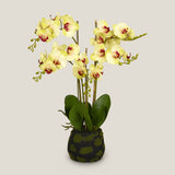 Buy Yellow Phalaenopsis Potted Plant S Online in India