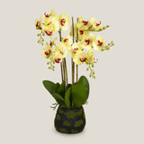 Shop Yellow Phalaenopsis Potted Plant S Online in India
