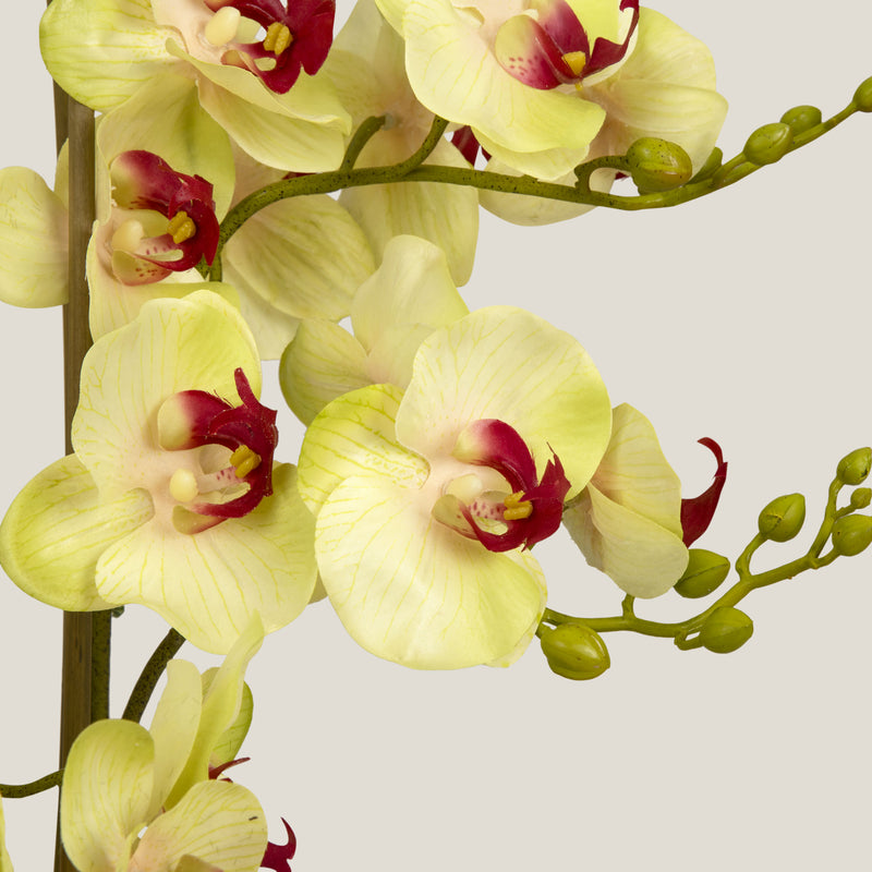  Yellow Phalaenopsis Potted Plant S Buy Online in India