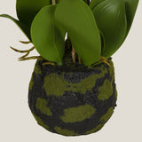  Yellow Phalaenopsis Potted Plant S Shop Online in India