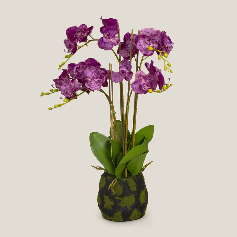 Purple Phalaenopsis Potted Plant S