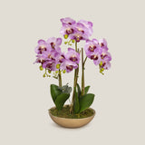 Buy Lilac Moth Orchid Potted Plant Online in India