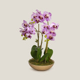 Shop Lilac Moth Orchid Potted Plant Online in India