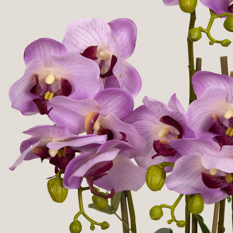  Lilac Moth Orchid Potted Plant Buy Online in India