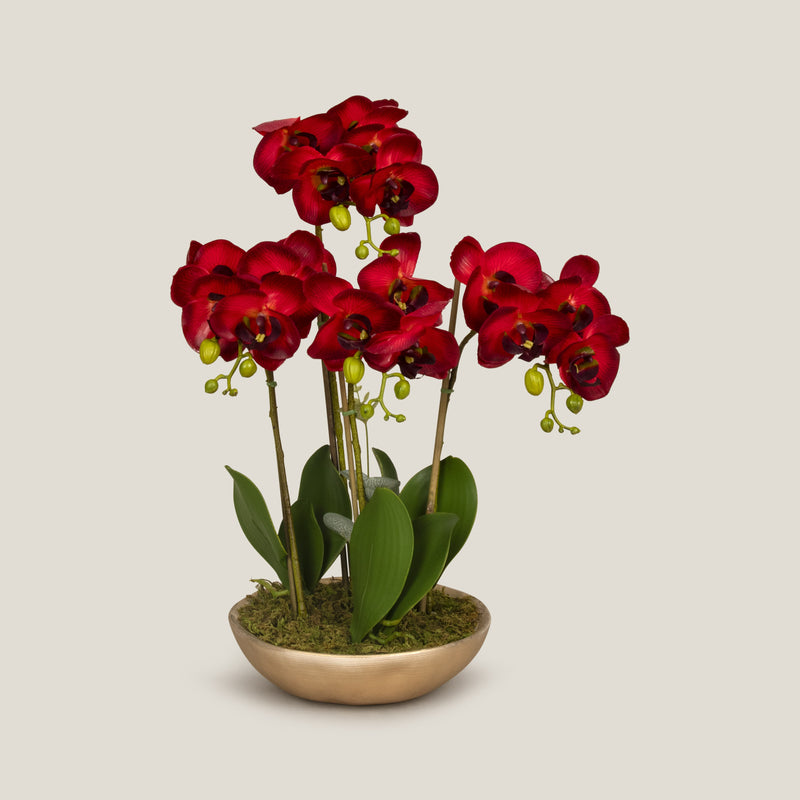 Moth Orchid Red Potted Plant