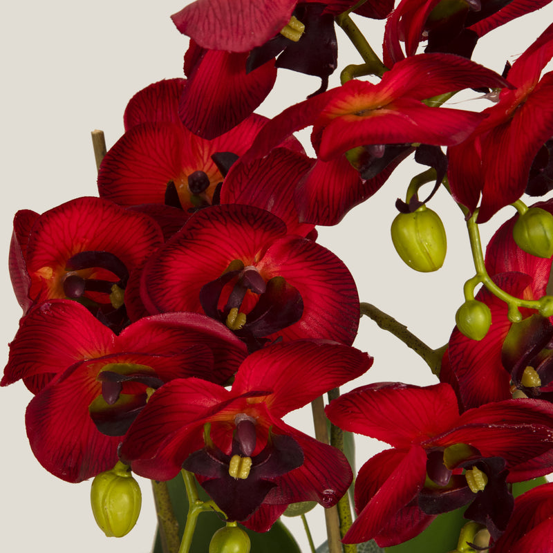 Moth Orchid Red Potted Plant