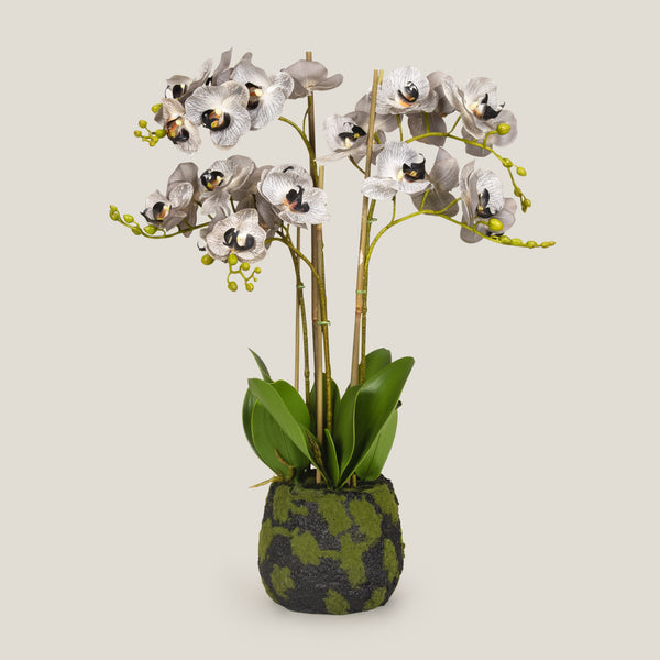 Grey Phalaenopsis Potted Plant L