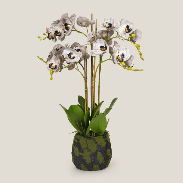 Grey Phalaenopsis Potted Plant L