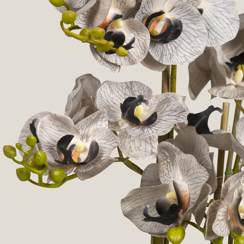 Grey Phalaenopsis Potted Plant L