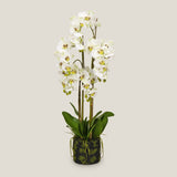 Phalaenopsis White Potted Plant Large