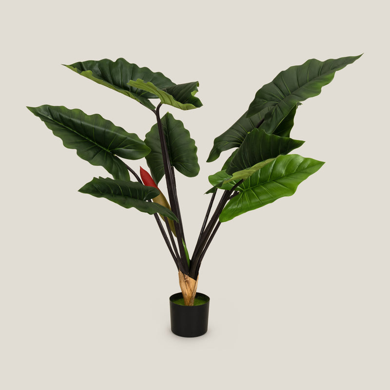 Shop Green Colocasia Potted Tree S Online in India