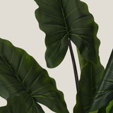  Green Colocasia Potted Tree S Buy Online in India