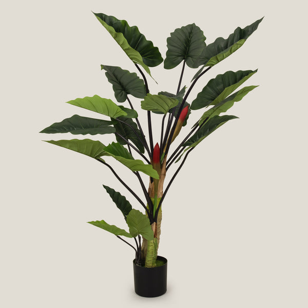 Colocasia Green Potted Tree Large