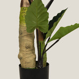 Colocasia Green Potted Tree Large